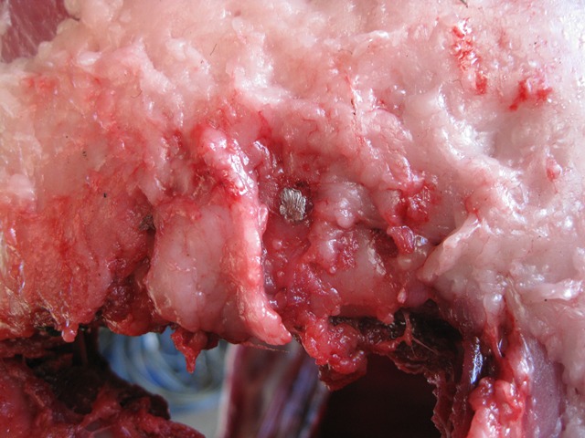 Pig exit lead fragment for web.jpg